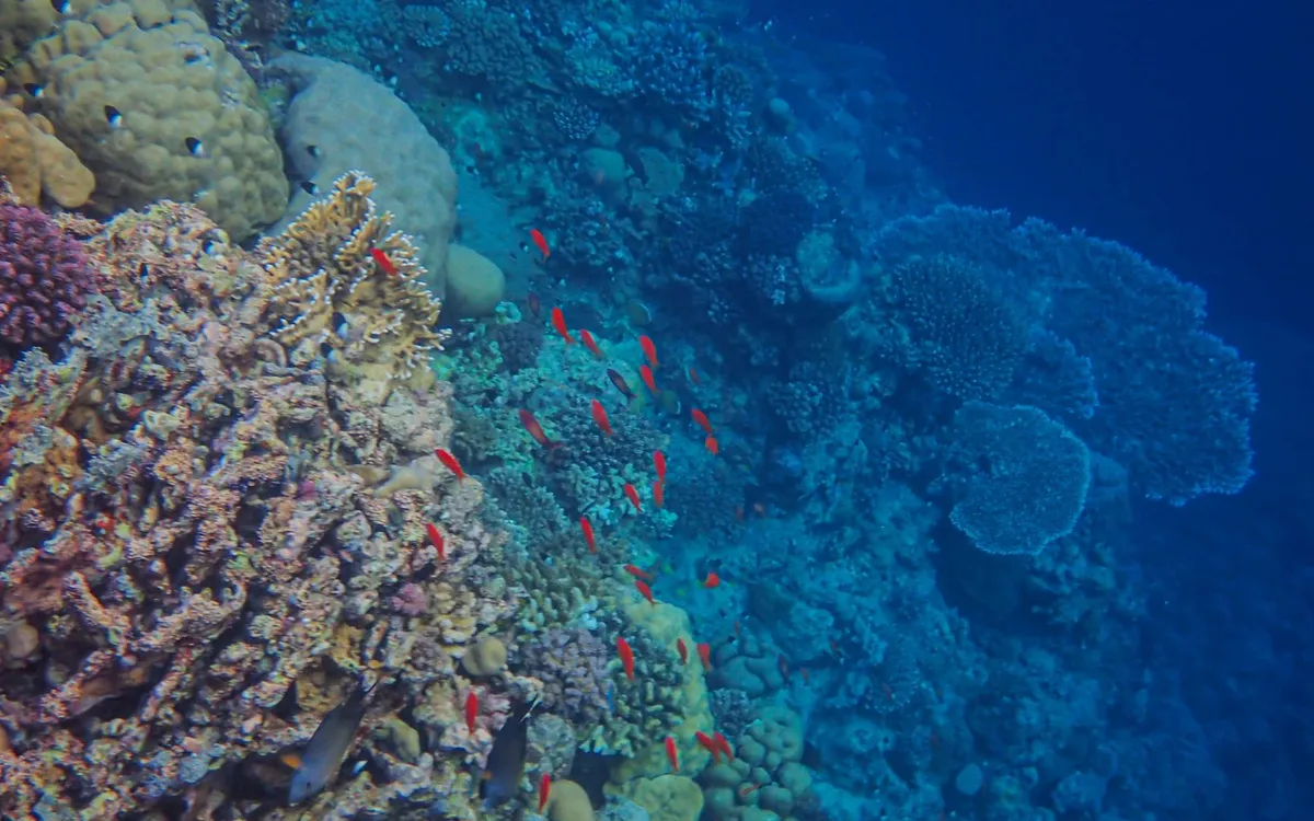 The reefs of Ras Muhammad